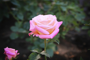 Beautiful red yellow orange rose