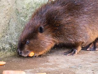Castor