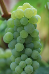 Detailaufnahme einer Traube der uralten und fast ausgestorbenen Rebsorte weißer Heunisch