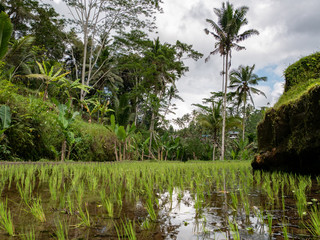 Obraz premium Rice terraces in Tegallalang, Ubud, Bali, Indonesia Asia