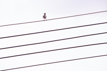 A lone bird sits on power cable lines, like a note on a musical camp. on a white background.