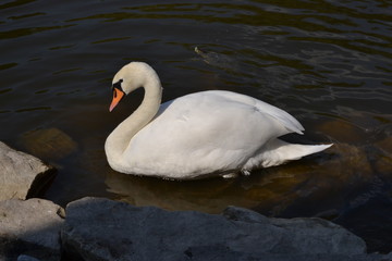 swan