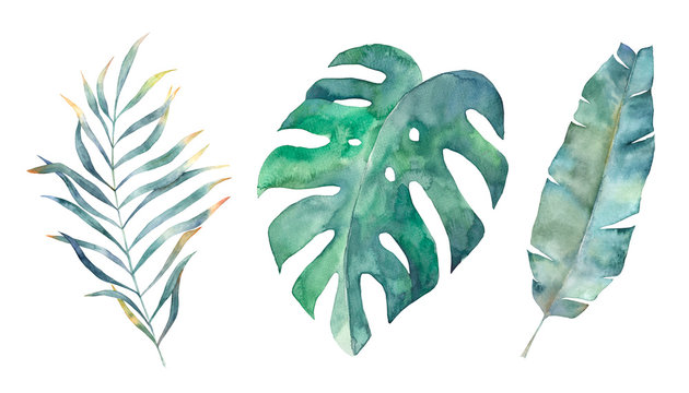 Watercolor tropical leaves set. Hand drawn illustration. Isolated image