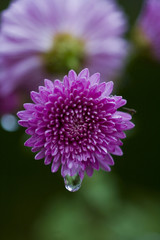 water drops from nature