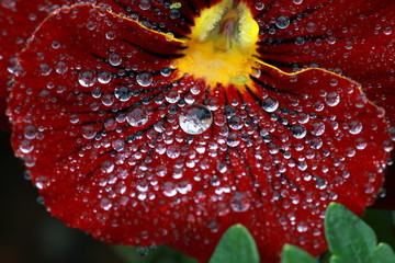 water drops from nature
