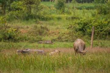 Buffalo is eating grass in the field.
