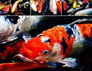 Colorful ornamental koi fish in a pond collage