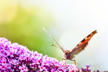 papillon butinant en macro