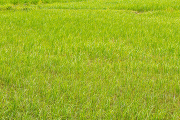 Obraz na płótnie Canvas The countryside rice in the field
