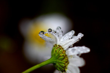 water drops from nature