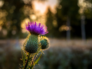 Wild flower enjoying sunset