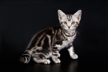 Obraz na płótnie Canvas American shorthair cat on colored backgrounds