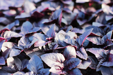 Fresh purple Basil leaves background