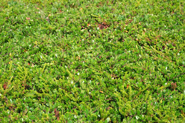 Fototapeta premium Green grass and moss