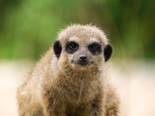 Fototapeta premium Suricate