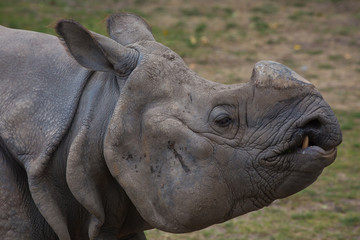 Fototapeta premium White Rhino without its horn