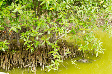 Mangrove forest in Thailand