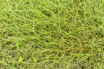 Green grass background