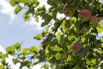Fresh apple tree in farm. Harvest concept. Copy space