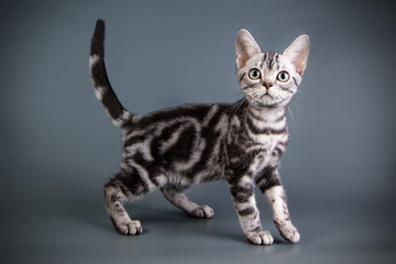 American shorthair cat on colored backgrounds