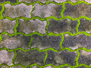 Texture of old road covered green moss