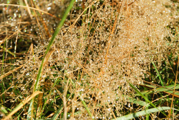 Drops of dew in the grass