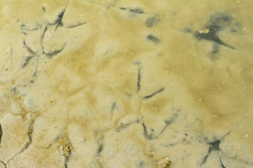 Birds footprint in mangrove forest