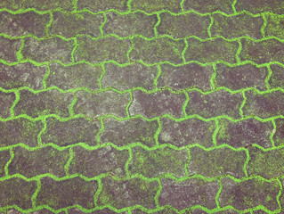 Texture of old road covered green moss