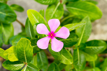 Pink flower and green leaf