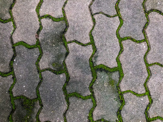 Obraz premium Texture of old road covered green moss