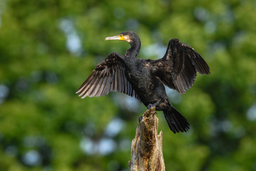 Black cormorant drying its wings on a damaged tree trunk