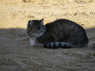 the cat is resting on the sand