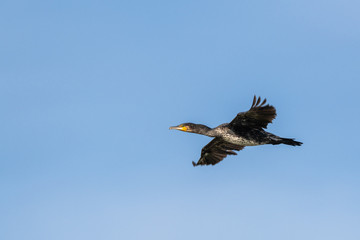 Great black cormorant (phalacrocorax carbo) in flight with a blue sky in the background