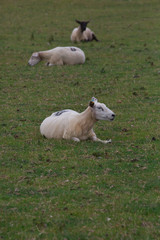 Three Sheep in a field in rural North Wales