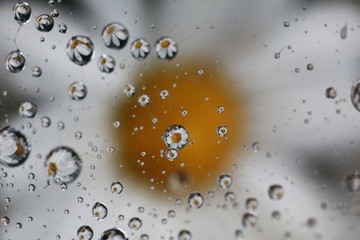 water drops from nature