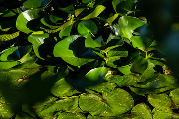 leaves of water lilies rest on the water surface