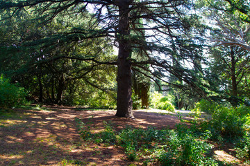 Huge coniferous tree in the middle of the forest