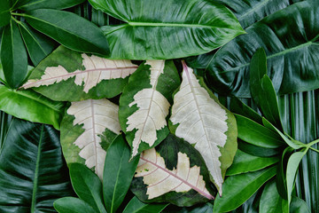 Tropical green leaves background, Natural pattern concept, Top view.