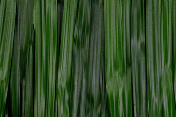 Tropical green leaves background, Natural pattern concept, Top view.