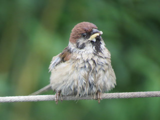 sparrow