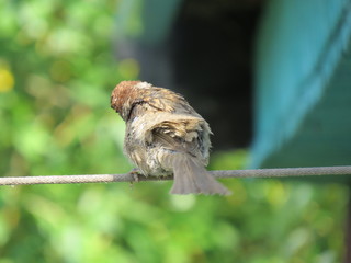 sparrow