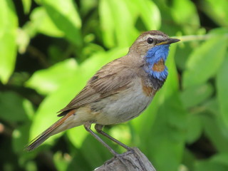 Bluethroat