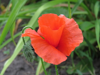 poppy