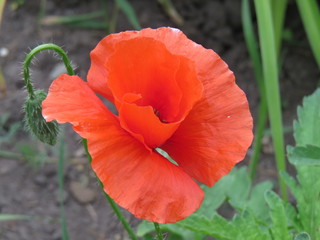 poppy