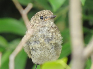 redstart