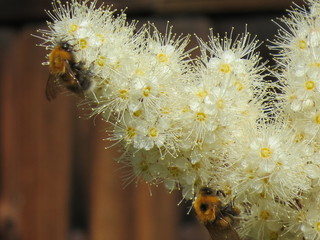 the bee pollinates the flower