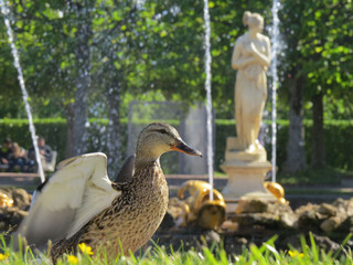 duck in the park