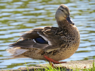 duck by the pond