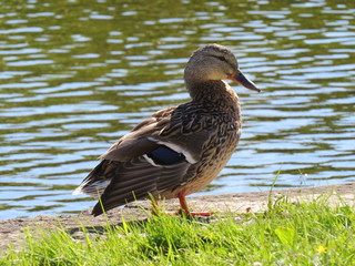 duck by the pond