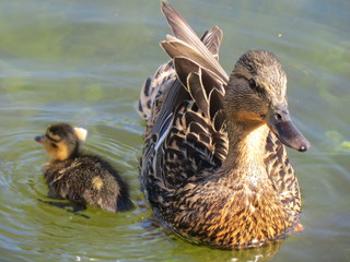 duck with duckling by the pond